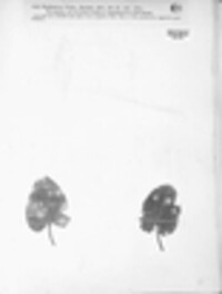 Phyllosticta violae image